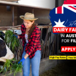 Dairy Farm Australia